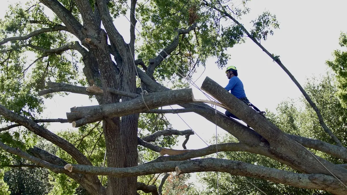 Professional Hazardous Tree Removal performed by certified arborists in Hamilton